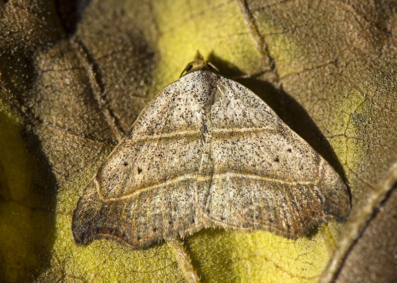 Laspeyria flexula - Erebidae